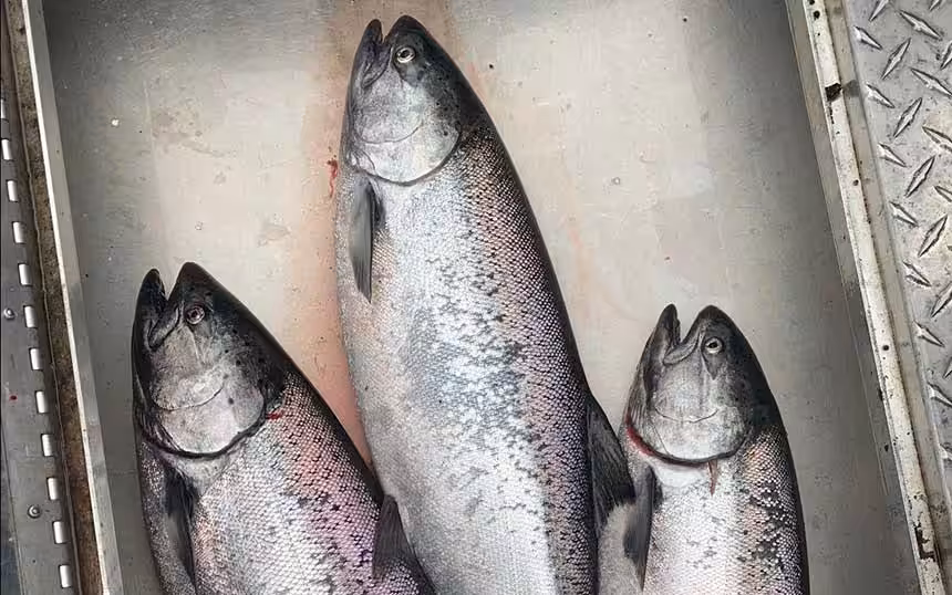 bx-fall-chinook-salmon-1 Summer Chinook Salmon are also known as “June Hogs”