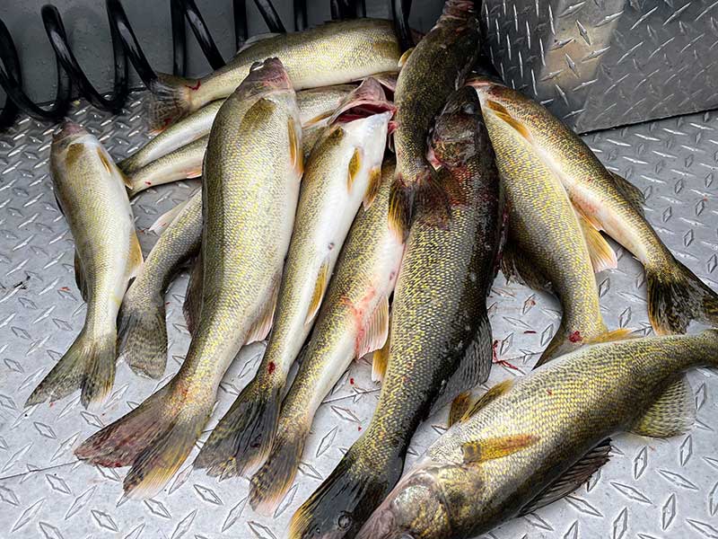 Walleye on the Columbia River