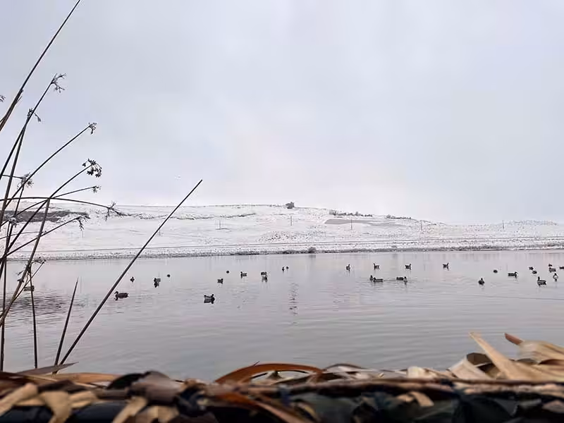 Ducks swimming in a snowy lake, capturing the essence of winter hunting and fishing
