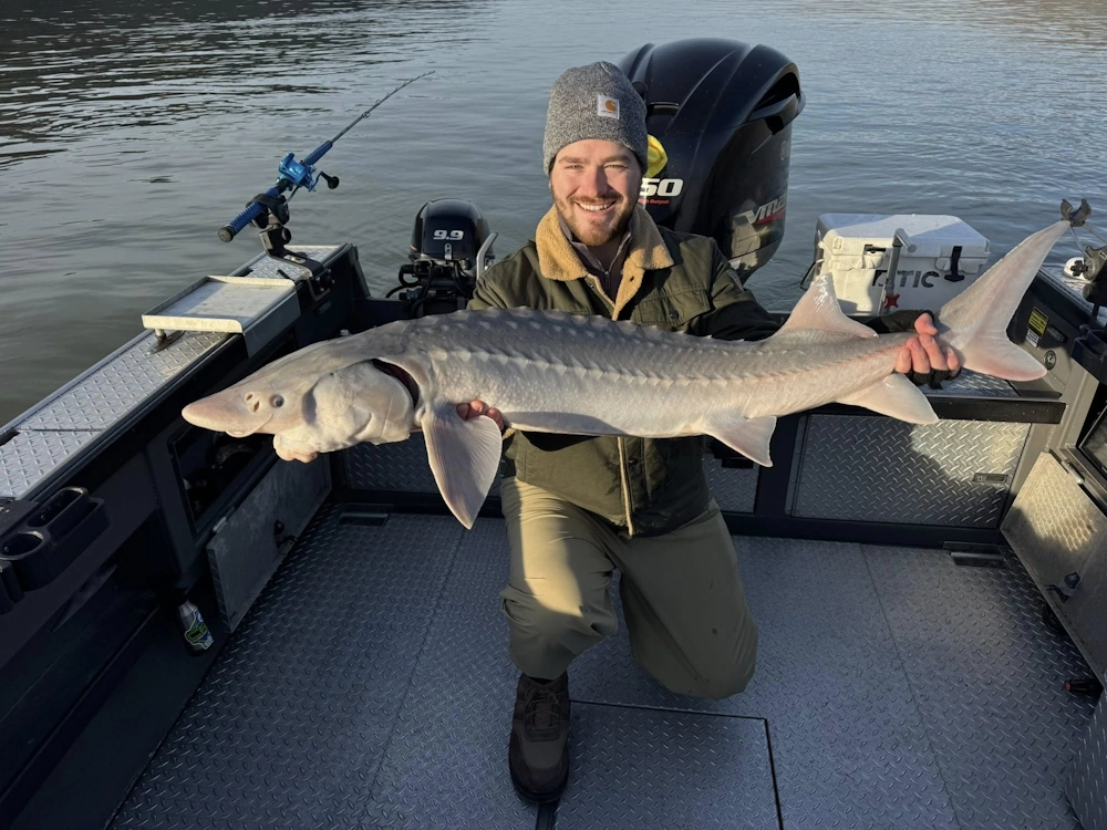 Oregon sturgeon fishing boat catch A man kneeling on a boat while holding a large, prehistoric-looking white sturgeon caught during an Oregon sturgeon fishing trip.