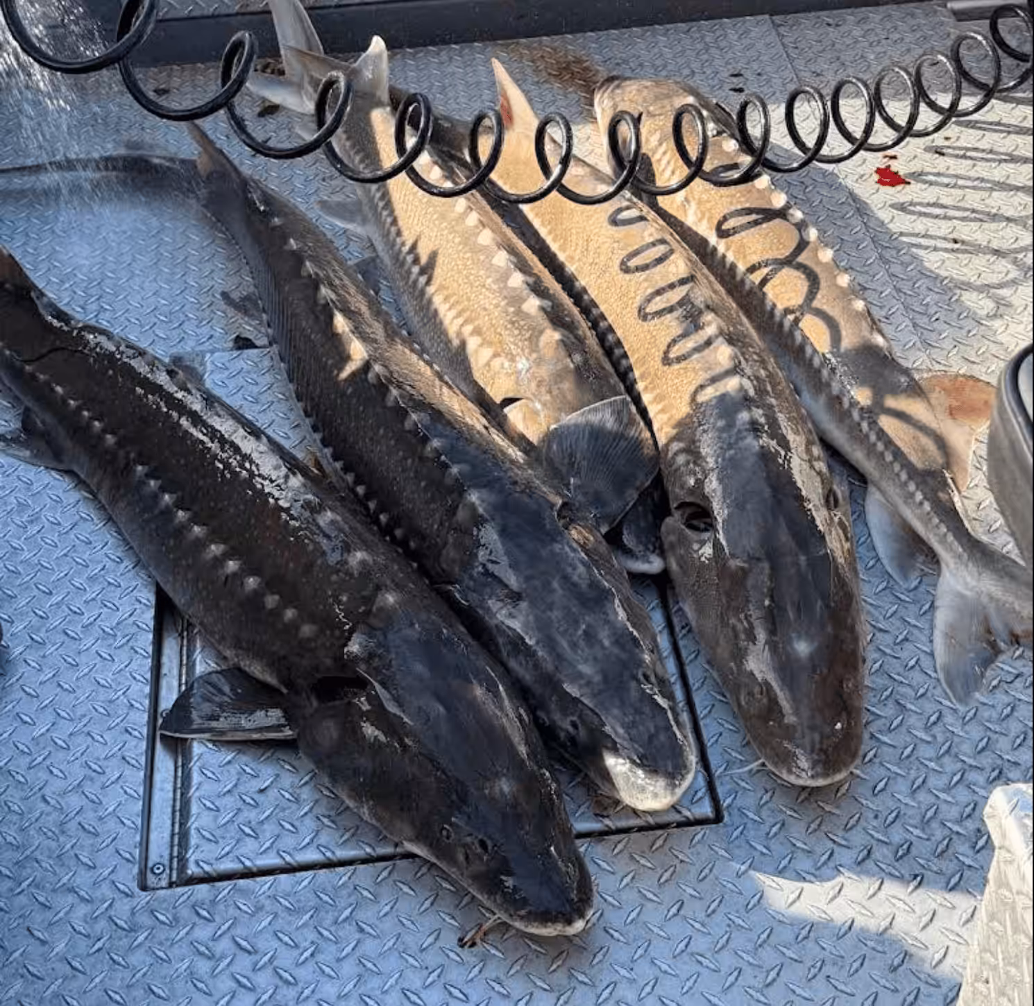 Columbia River walleye fishing guides with trophy catch.